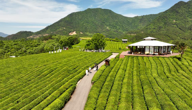 中国茶里的创新密码丨千亩茶园 山水赋能：生态“颜值”让茶乡文旅增值